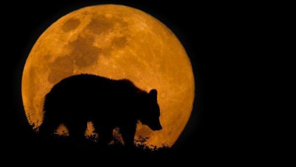 Северодвинские охотники подстрелили кладбищенского медведя