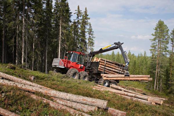 Лесной бизнес в Архангельской области «обелили» на миллиард рублей