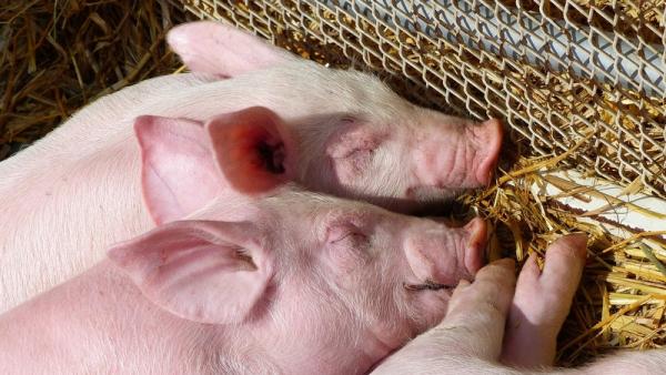 Бизнесмен попал на штраф за хранение свиных трупов на ферме под Архангельском 