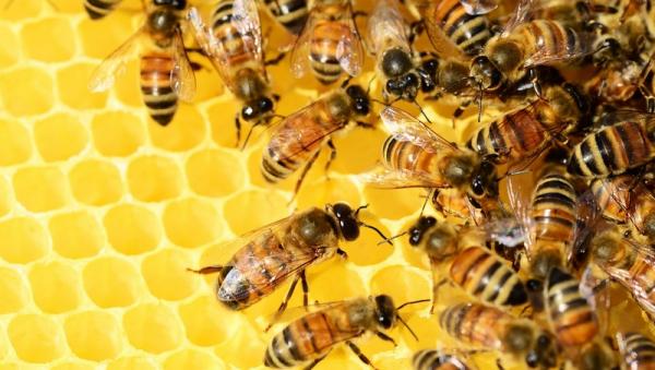 Пчеловоды Архангельской области будут состязаться в рамках «сладкого» конкурса