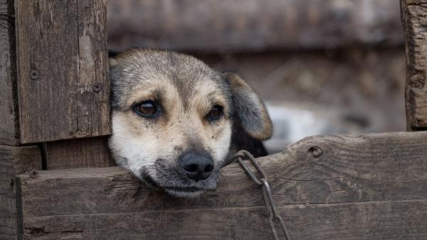 За истязание собаки двое садистов из Каргополя получили два года исправработ