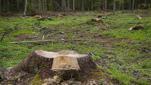 Мартовские вырубщики отделались условкой: оглашен приговор лесным браконьерам
