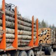 Лесу Архангельской области нанесен серьезный ущерб
