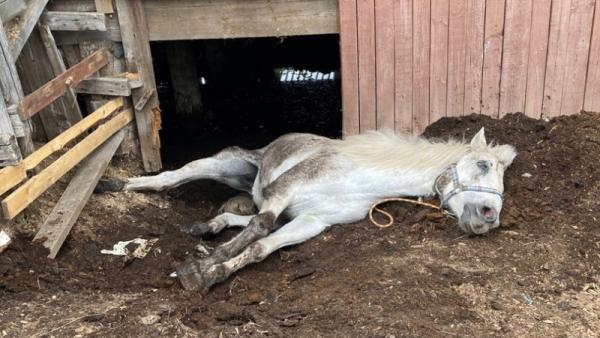 Фото: Служба спасения имени Поливаного 