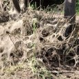 В Архангельске паутинный клещ уничтожает деревья вдоль Обводного канала 