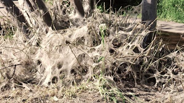 Россельхознадзор: заболевшие деревья и вредитель не опасны для здоровья человека