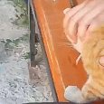 «Горло подними ему»: в Архангельской области подростки ради смеха замучили кота