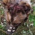 Жительница Онеги изувечила свою собаку топором и оставила умирать в лесу