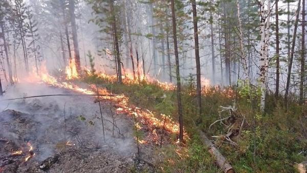 В сентябре в Архангельской области произошло 15 лесных пожаров