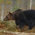 МегаФон решил защитить жителей Крайнего Севера от неожиданных встреч с медведями