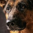 В Северодвинске собаку выбросили из окна: она разбилась насмерть 