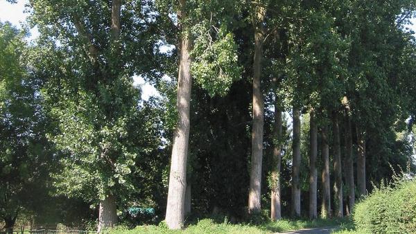 : Rasbak 