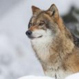 В поселке Двинской в Архангельской области местные жители заметили стаю волков 