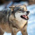 Архангелогородцы сообщили о нападении волка на окраине города