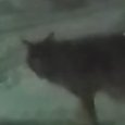 В холмогорском поселке волк подошел близко к школе: его сняли на видео
