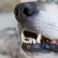 В Северодвинске сорвавшаяся с поводка собака напала на нескольких детей