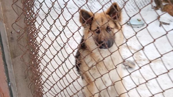 Суд отказался закрывать вельский приют для собак после бунта трех северянок