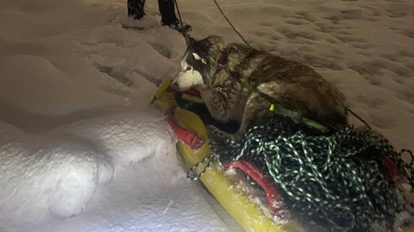 В Северодвинске спасатели вовремя вытащили хаски, провалившегося под лед 