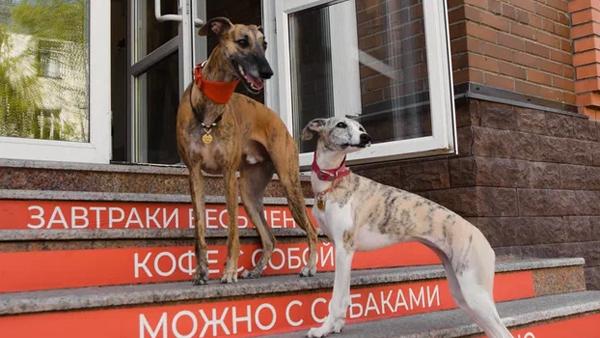 В Архангельске растет число кафе, куда можно придти вместе с питомцами