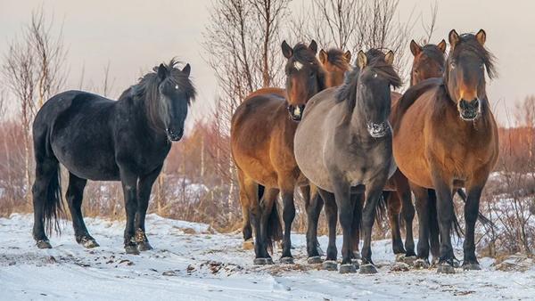 Жители Архангельской области просят власти сохранить лошадей-мезенок