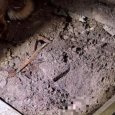 В Поморье задержали предполагаемого убийцу северянки, замурованной под сараем
