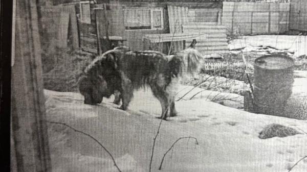 ����: �����-������ ����������� ������������� ������� � ���