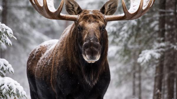 ����������� ������������� ChatGPT