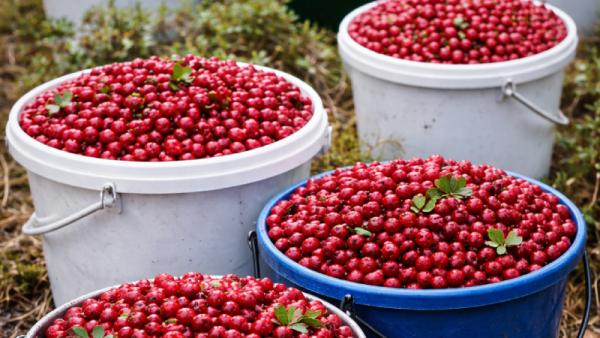 ����������� ������������� ChatGPT