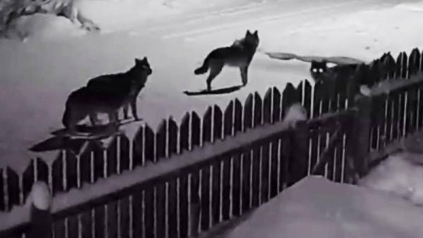 ����: ������ ������� ����������� � ��