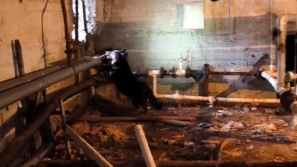 ����: ������ �������� ��. �.�. ����������
