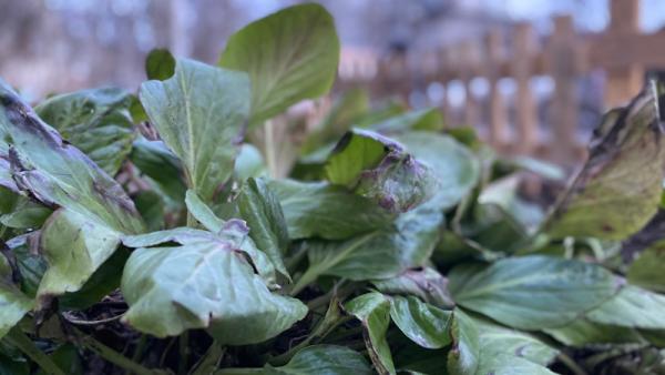 ����: News29