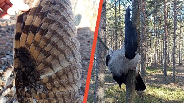 ����: ������� ������, ��������, ���������� ������� �� �������� �� ���������� ����������