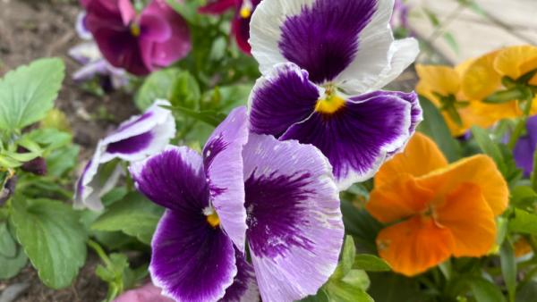 ����: News29