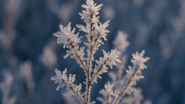 ����������� ������������� ChatGPT

