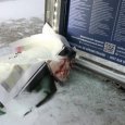 Год свиньи любители уличных погромов в Архангельске начали по-свински
