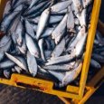 Дискуссии о проблемах промысла рыбы в арктических водах развернутся в Архангельске