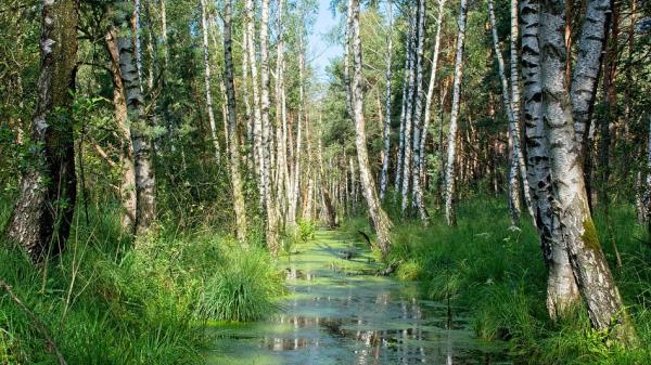 В болоте близ Онеги найден труп местной жительницы