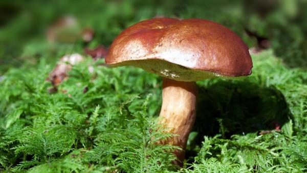 В Поморье поиски двух ушедших за грибами женщин не увенчались успехом