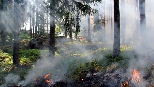 Более трети лесных пожаров в Поморье в 2020 году произошли по вине людей