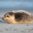 Проект помощи тюленям Белого моря нуждается в поддержке жителей Поморья