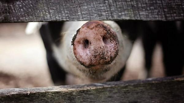 Новая зараза: в Вельске обнаружен очаг африканской чумы свиней
