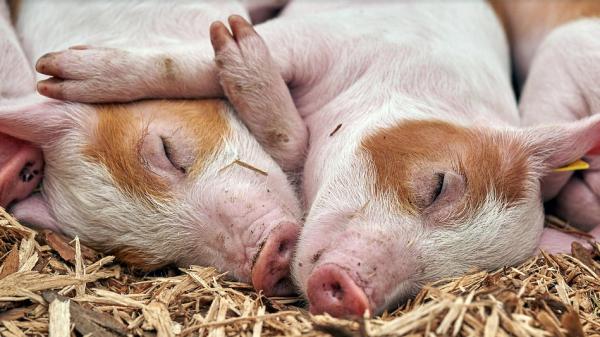 Из-за обнаружения африканской чумы свиней в Вельском районе введен карантин