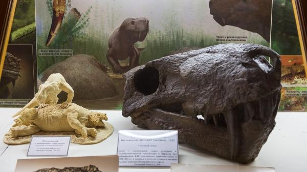 Петербургские ученые восстановили слепки древних ящеров из Архангельской области