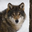 В Архангельской области разрешили охотиться на волков до конца февраля