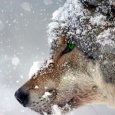 Волки продолжают держать в страхе жителей Левого берега в Архангельске