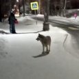 Случаи появления волков на автобусных остановках зафиксированы в Архангельске