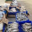 Чиновники продолжают гонять архангельских торговцев рыбой на рынке у «Диеты»