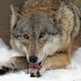 Ночью в Архангельске полицейские застрелили волка