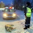 В полиции прокомментировали убийство волка в столице Поморья