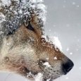 Число убитых волков в Архангельске и его окрестностях возросло до четырех